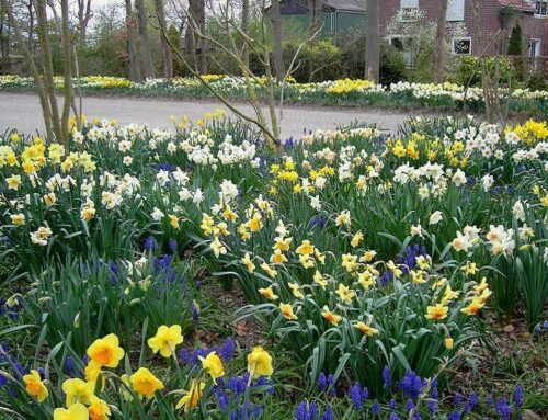 Tuinenroute binnen Tulpenroute