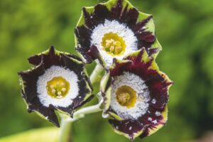 Primula x pubescens 'Anna'