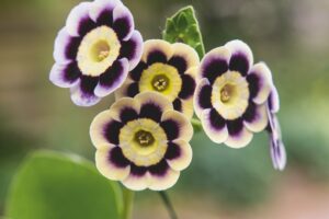 Primula x pubescens 'Brigitte'