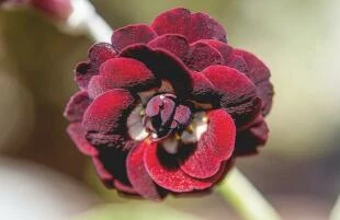 Primulax pubescens 'Dark Eyes'