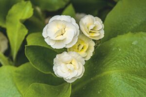 Primula x pubescens 'Honey'