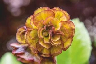 Primula x pubescens 'Lincoln Halo'