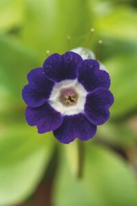 Primula x pubescens 'Mariandl'
