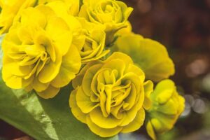 Primula x pubescens 'Somersby'