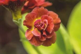 Primula x pubescens 'Stromboli'