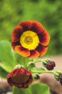 Primula x pubescens 'Vroni'