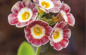 Primula x pubescens 'War Paint'