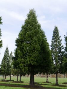 Sequoiadendron giganteum