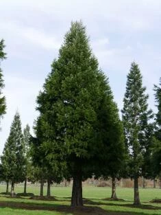 Sequoiadendron giganteum