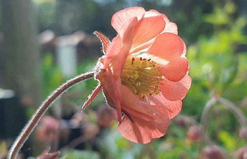 Voorjaars bloeier, Geum 'Leonard's Variety tuinen nien ruys