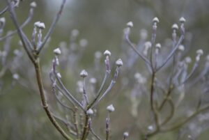 Cornus kousa Milky Way