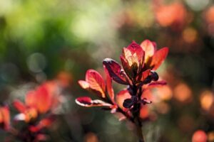 Cotinus coggygria 'Royal Purple'
