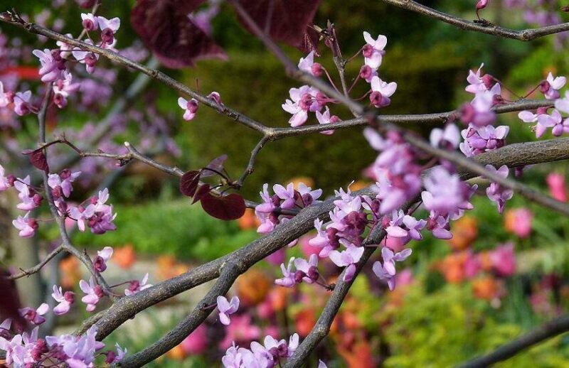 Open Tuinen Midden Brabant De Tuin in vier seizoenen