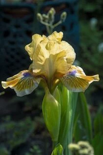 Iris (germanica) pumila ‘Pokemon’