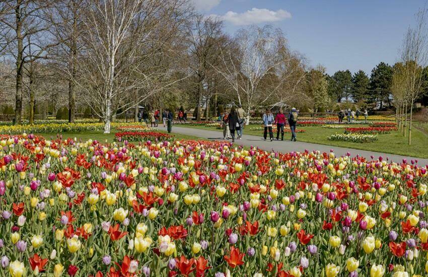 Garten tulipan 2021 britzer News ‹