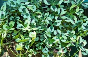 Trifolium repens 'Harlequin'