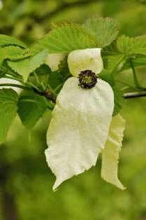 Davidia involucrata