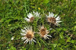 Carlina acaulis