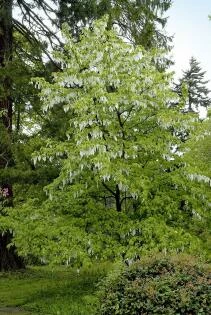 Davidia involucrata