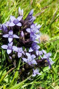 Gentiana campestris