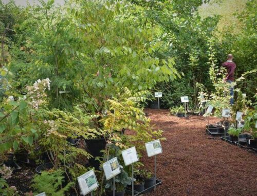 Lowgardens Verzamelaarsdag