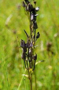 Swertia perennis