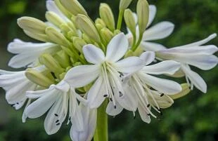 Agapanthus 'Delft'