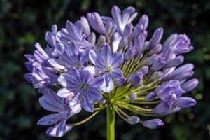 Agapanthus 'Rotterdam'