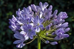 Agapanthus 'Rotterdam'