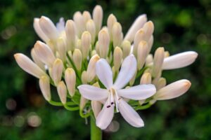 Agapanthus 'Stephanie's Charm'