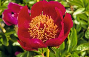 Paeonia 'Chervonyi Vitzyla' ('Red Sails')