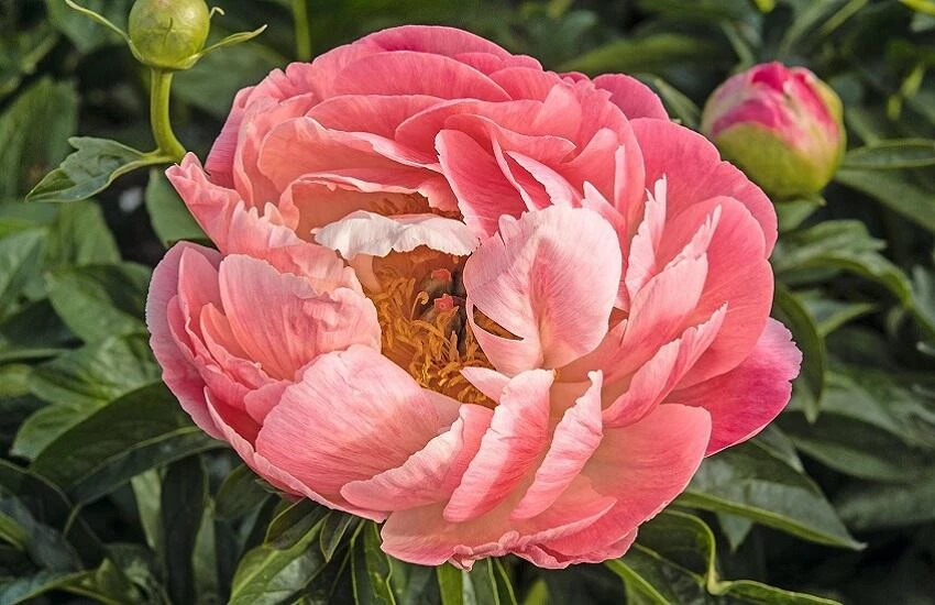 Paeonia 'Coral Sunset'