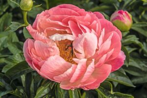 Paeonia 'Coral Sunset'