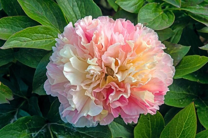 Paeonia 'Lois’ Choice'