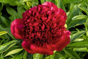 Paeonia 'Red Charm'