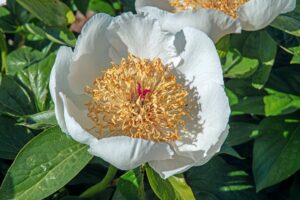 Paeonia 'Sanctus'