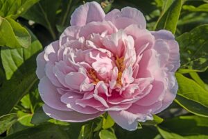 Paeonia 'Sky Dance'