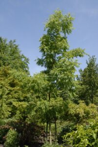 Phellodendron amurense - Amur kurkboom