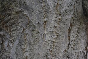 Phellodendron amurense - Amur kurkboom - stam