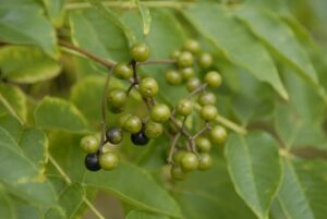 Phellodendron amurense - Amur kurkboom - vruchten