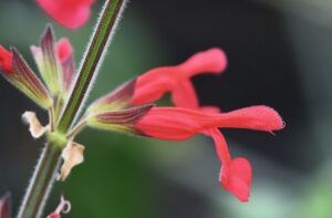 Salvia darcyi