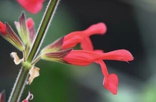 Salvia darcyi