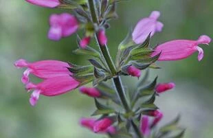 Salvia involucrata 'Boutin'
