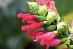 Salvia oxyphora 'Bolivia'