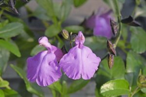 Salvia 'Cavaliero Celeste'