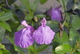 Salvia 'Cavaliero Celeste'