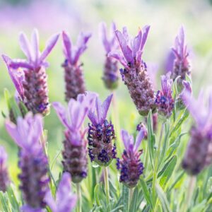 Tuincentrum Huiting fotografie┬® KLEUR EN GROEN