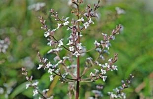 Aloysia triphylla (Aloysia citriodora, Lippia citriodora)