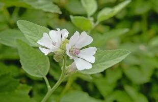 Althaea officinalis-Heemst