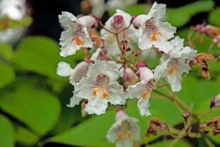 Catalpa bignonioides 'Aurea'